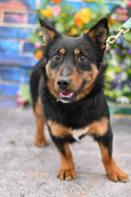 Śliczny Poker szuka rodzinki do pokochania!