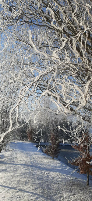 Sosnówka, wyjątkowa działka na sprzedaż.