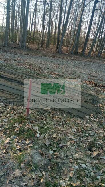 NA SPRZEDAŻ DZIAŁKA W OTOCZENIU LASU W JELNEJ