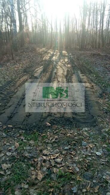 NA SPRZEDAŻ DZIAŁKA W OTOCZENIU LASU W JELNEJ