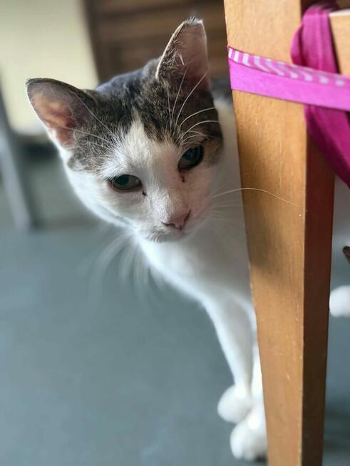 Noe delikatny kocurek szuka domu