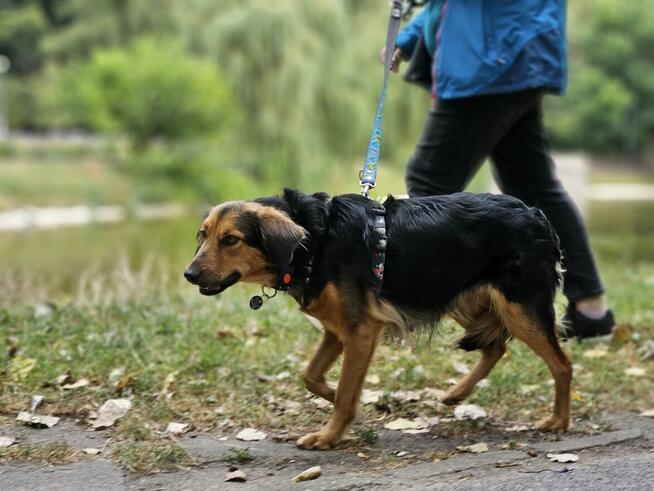 18 kg miłości w poszukiwaniu własnej kanapy