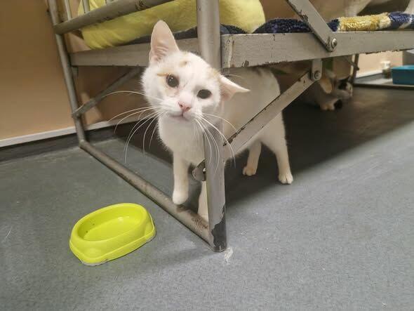 Grom, łagodnosć w czystej postaci