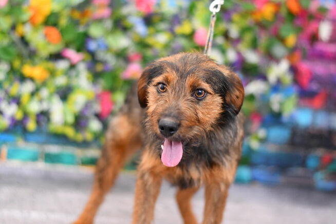 Młodziutki Braun szuka kochającego domku!