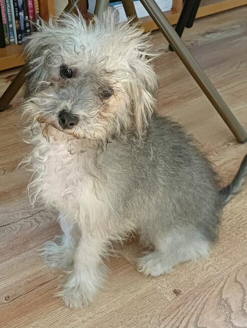 Fafik szuka nowego domu