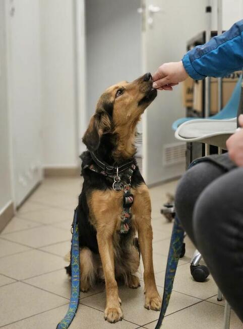 18 kg miłości w poszukiwaniu własnej kanapy