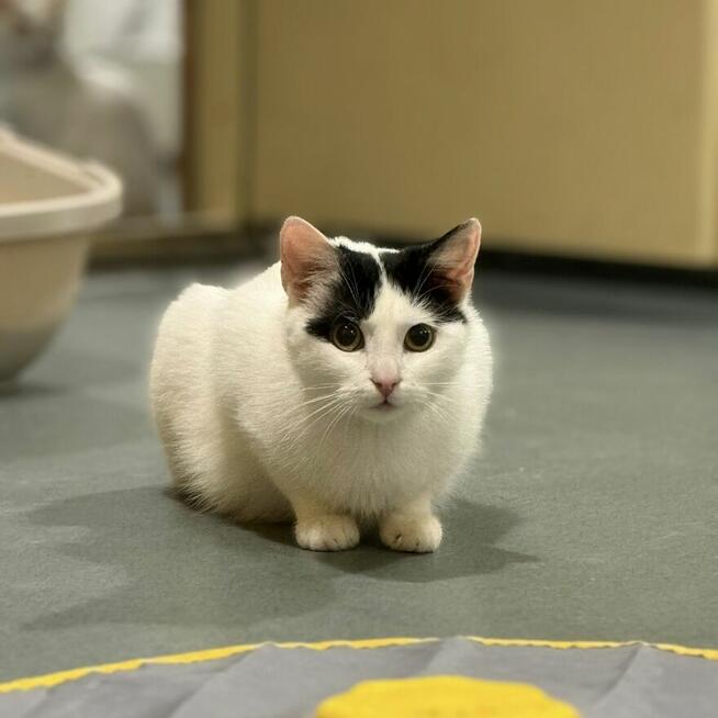 Blue, kto da jej szansę?