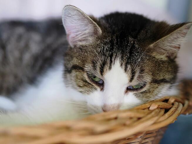 Osierocona Filomena, szuka domu