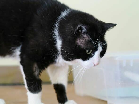 Lenny olbrzym o gołębim sercu