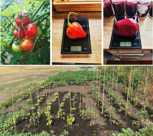 ZIEMIA OGRODOWA Glebogryzarka Separacyjna Wiercenie Studnia