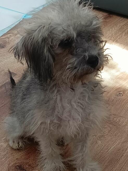 Fafik szuka nowego domu