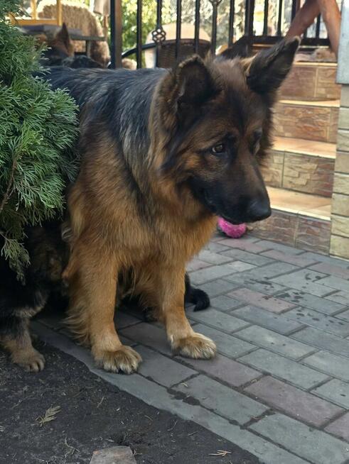 Owczarki niemieckie długowłose