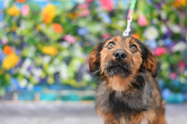 Młodziutki Braun szuka kochającego domku!