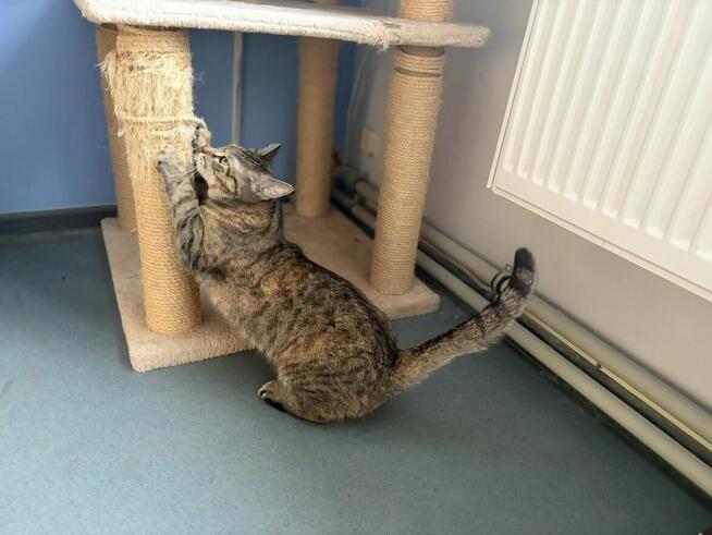 Sonia, która kocha człowieka szuka domu