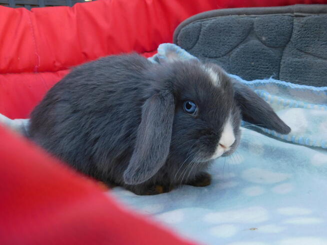 Niebieskie baranki mini lop