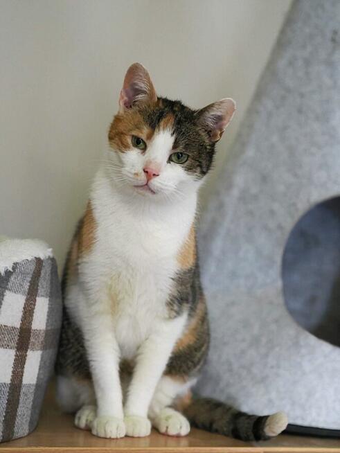 Delikatna Helenka szuka domu