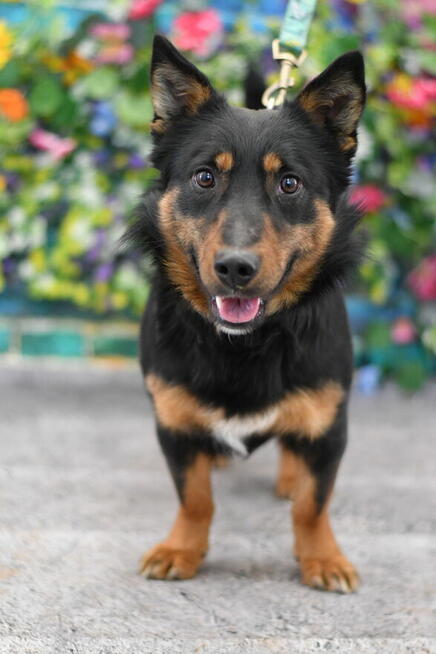 Śliczny Poker szuka rodzinki do pokochania!