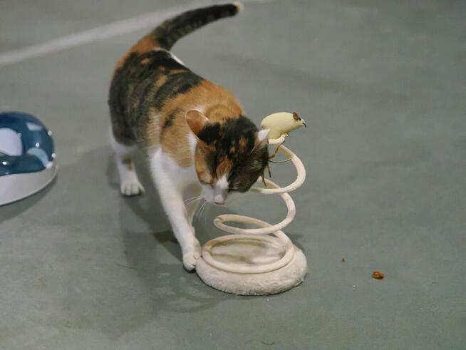 Delikatna Helenka szuka domu