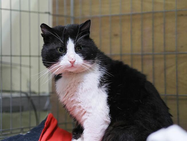 Lenny olbrzym o gołębim sercu