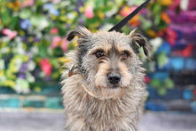 Nieśmiała Zara szuka rodzinki do pokochania!