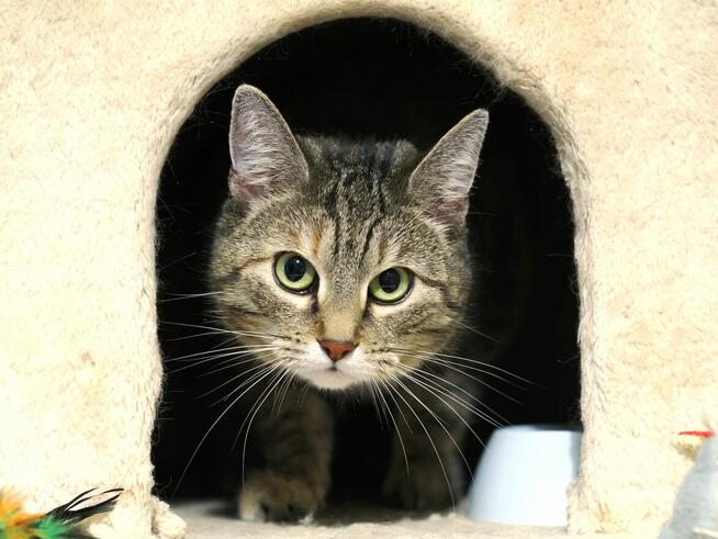 Sonia, która kocha człowieka szuka domu