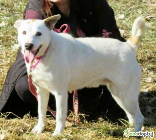 BIAŁASEK - kochany przytulaśny psiak szuka domu