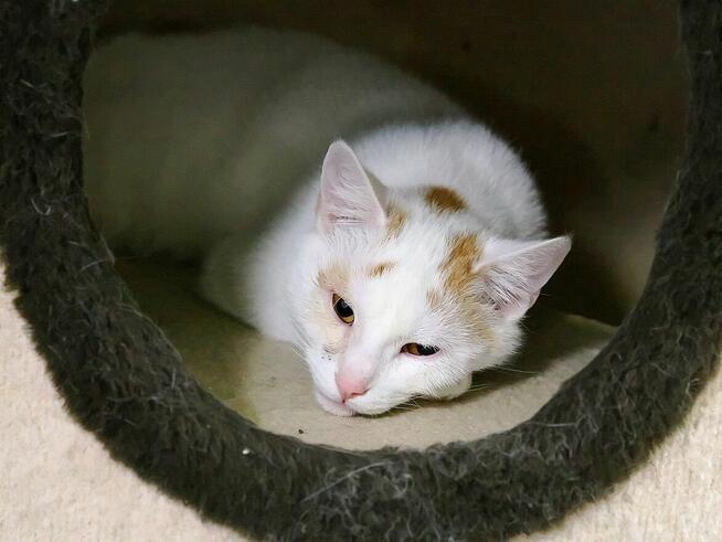 Grom, łagodnosć w czystej postaci