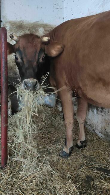 Mleko krowie od rasy Jersey, swojskie, A2/A2