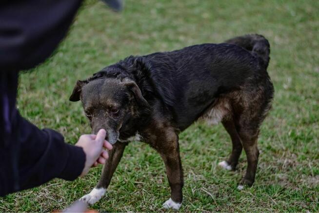 Gary-spokojny starszy psiak pragnie być czyjś - pokochaj