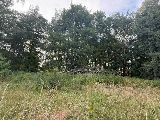 Syndyk sprzeda udział ½ w działce leśnej