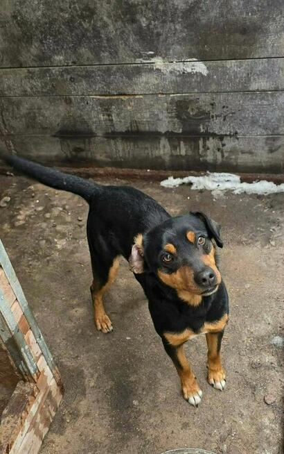 Ocal cudownego młodziaka przed wywózka do schroniska