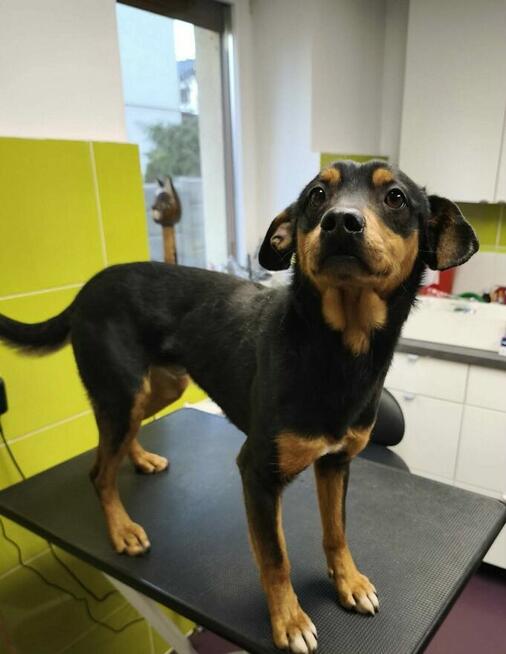 Ocal cudownego młodziaka przed wywózka do schroniska