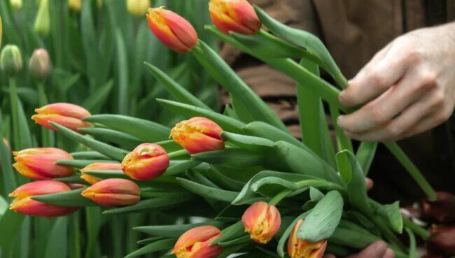 Selekcja tulipana (k/m)