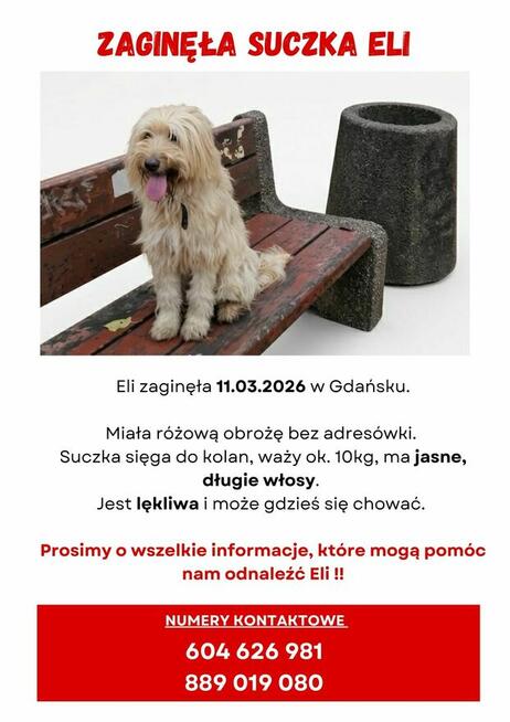 Zaginiona suczka Eli