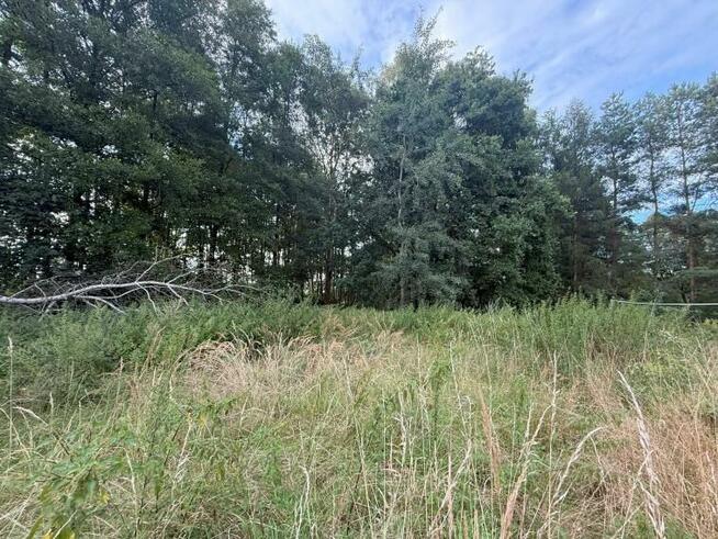 Syndyk sprzeda udział ½ w działce leśnej