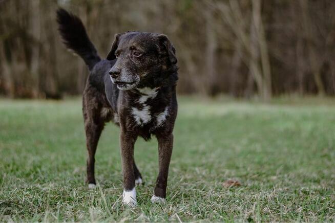 Gary-spokojny starszy psiak pragnie być czyjś - pokochaj