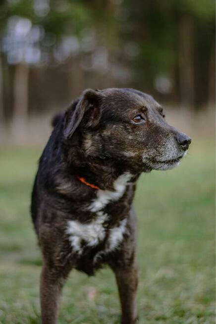 Gary-spokojny starszy psiak pragnie być czyjś - pokochaj