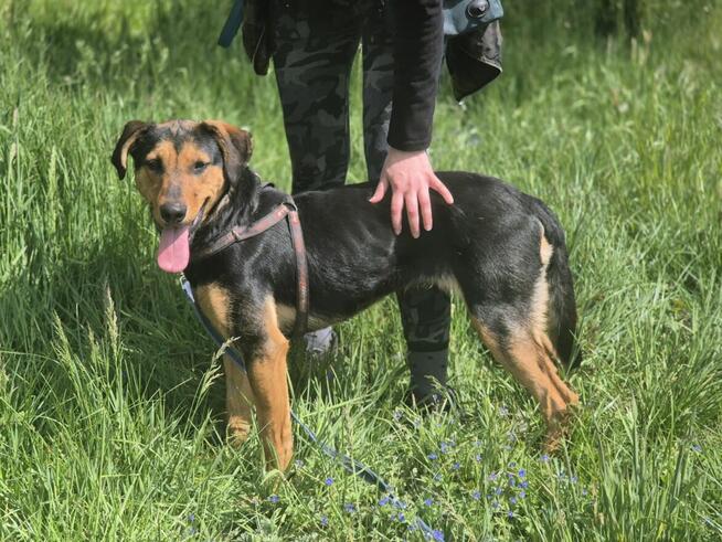 Felicja - psi anioł szuka domu na zawsze!