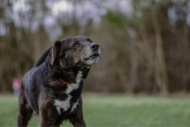 Gary-spokojny starszy psiak pragnie być czyjś - pokochaj