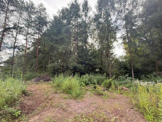 Syndyk sprzeda udział ½ w działce leśnej