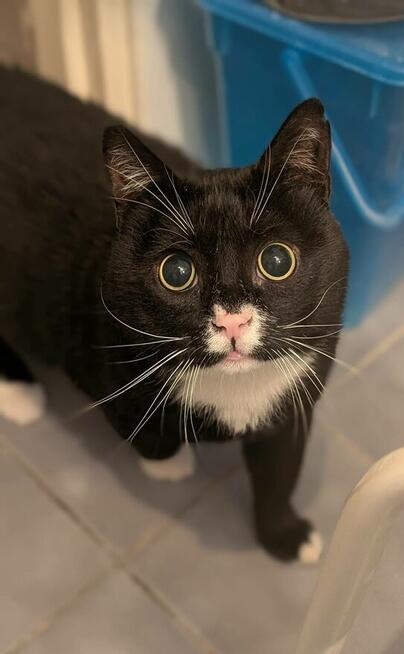 LORD KŁACZEK niewidomy kot czarno-biały szuka domu