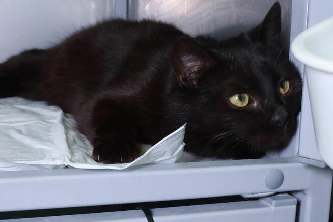 Wyjątkowa czarna piękność szuka najlepszego domu A15/189