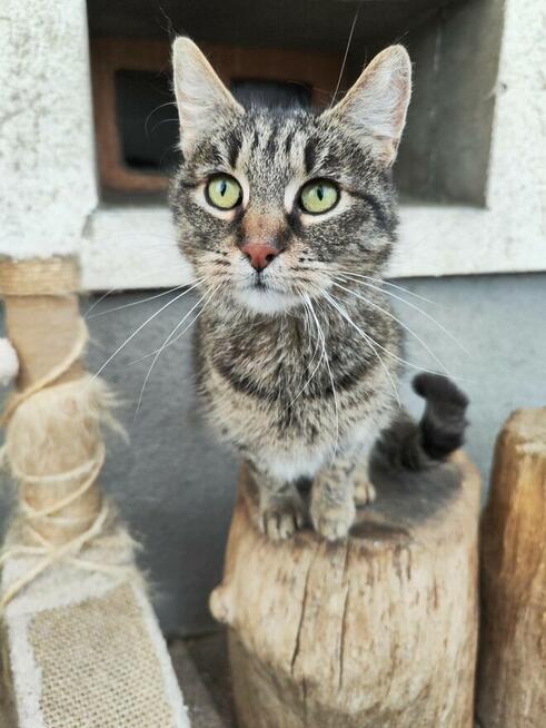 Młoda zjawiskowa kotka Fiołka