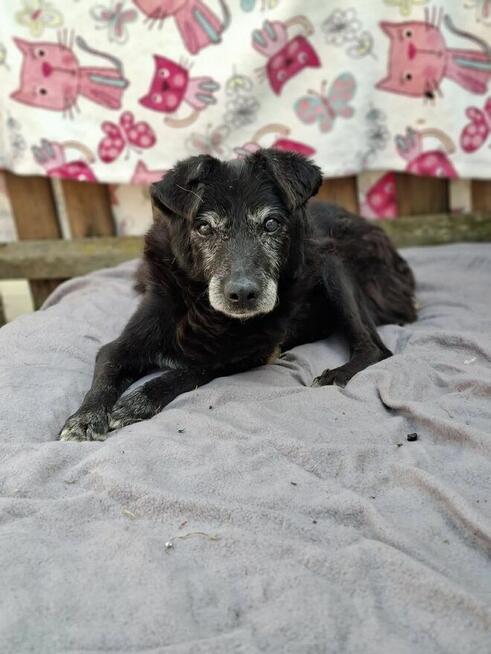 Dziadek Mróz-starszy porzucony piesek do pilnej adopcji