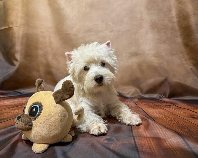 West highland white terrier
