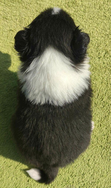 BORDER COLLIE, klasyk z dokumentami
