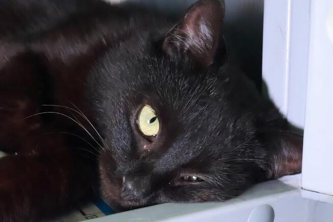 Wyjątkowa czarna piękność szuka najlepszego domu A15/189