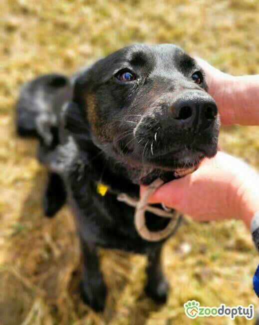 JAGÓDKA - mini labradorka szuka super domu