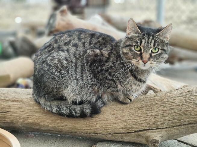 Młoda zjawiskowa kotka Fiołka