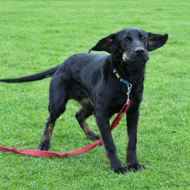 7-miesięczny energiczny Cywil